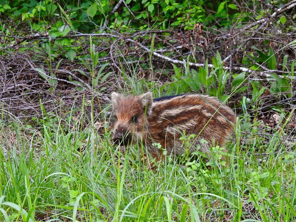 Cucciolo di cinghiale (Sus scrofa Linnaeus, 1758), Parco Nazionale del Pollino - Ph. Stefano Contin