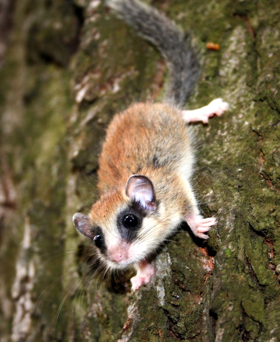 Esemplare di driomio (Dryomys nitedula Pallas, 1778), Parco Nazionale del Pollino