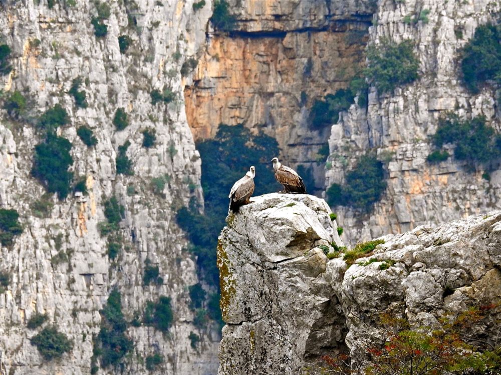 Coppia di grifoni (Gyps fulvus Linnaeus, 1758) sulle rocce delle Gole del Raganello, Parco Nazionale del Pollino – Ph. © Stefano Contin