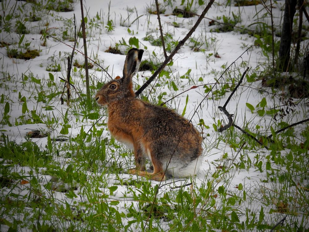 Esemplare di lepre (Lepus corsicanus de Winton, 1898), Parco Nazionale del Pollino - Ph. © Stefano Contin