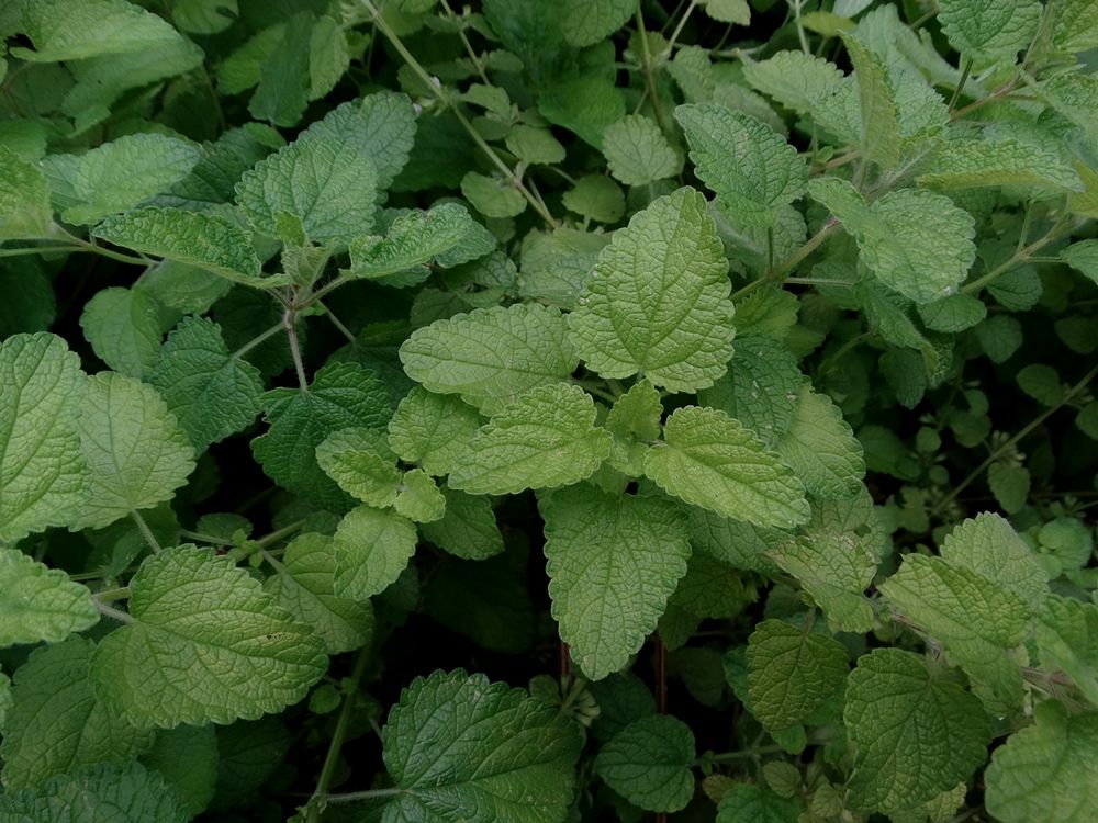 Melissa (Melissa officinalis L., 1753) - Ph. © Domenico Puntillo 