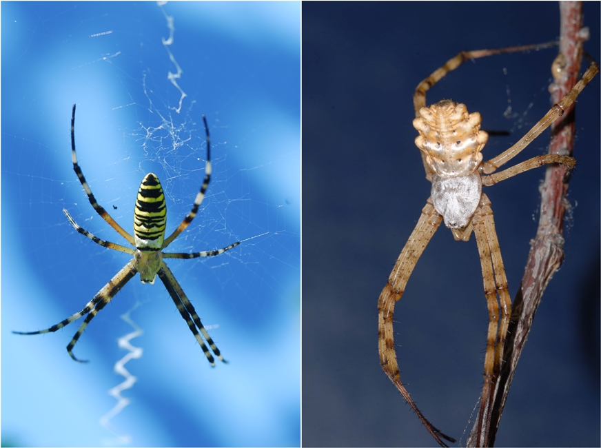 A sx femmina di Argiope bruennichi e a dx femmina di Argiope lobata (Ph. Domenico Puntillo)