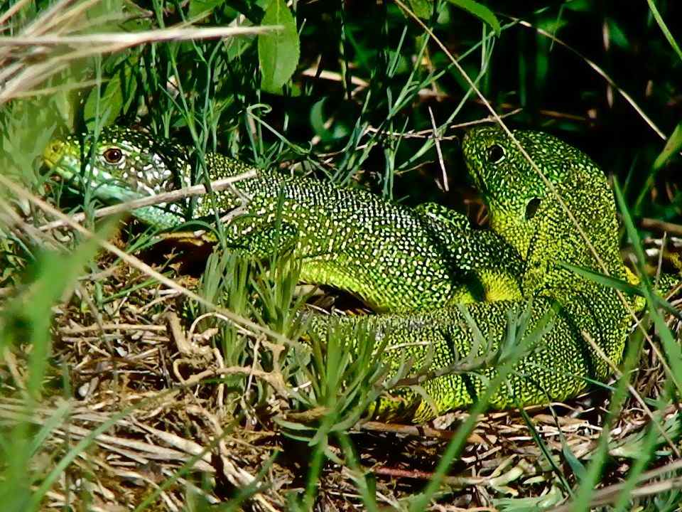 Coppia di ramarri (Lacerta bilineata Daudin, 1802), Parco Nazionale del Pollino – Ph. © Stefano Contin 