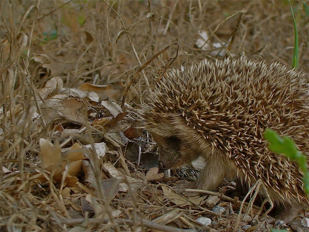 Esemplare di Riccio (Erinaceus europaeus Linnaeus, 1758), Parco Nazionale del Pollino - Ph. Stefano Contin