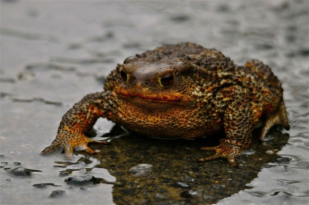 Esemplare di rospo (Bufo bufo Linnaeus, 1758), Parco Nazionale del Pollino – Ph. © Stefano Contin