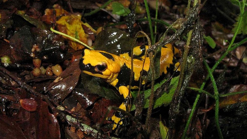 Esemplare di salamandra pezzata appenninica della sottospecie Salamandra salamandra giglioli Eiselt & Lanza, 1956