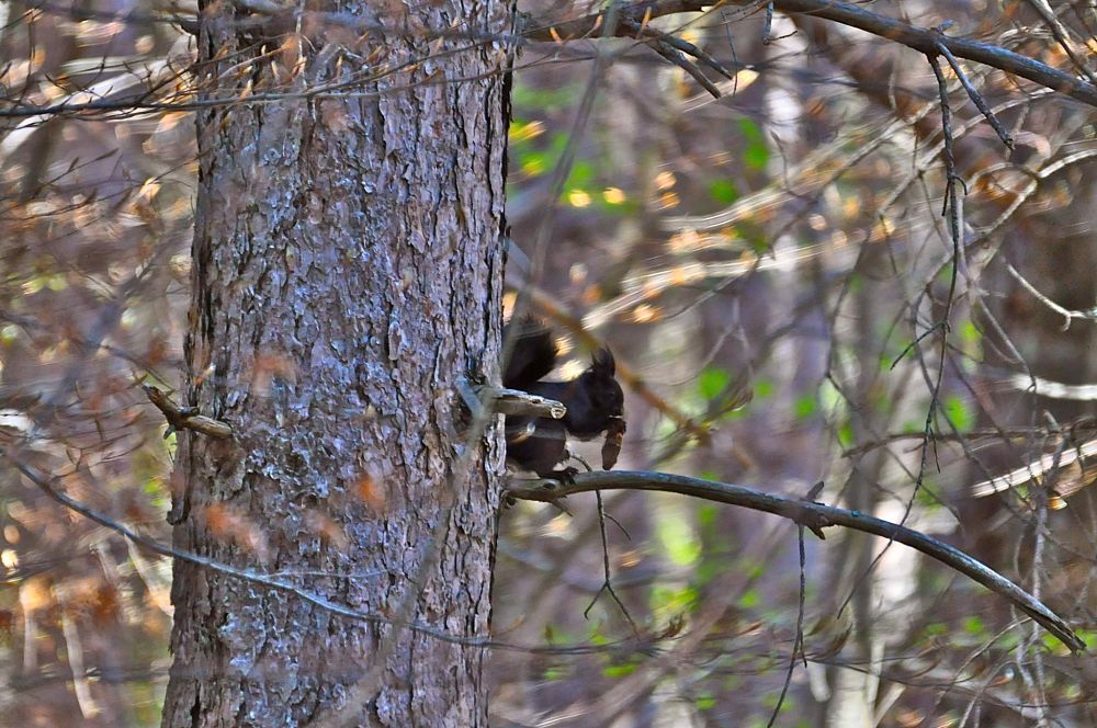 Esemplare di scoiattolo meridionale (Sciurus meridionalis, Lucifero, 1907), Parco Nazionale del Pollino – Ph. © Stefano Contin