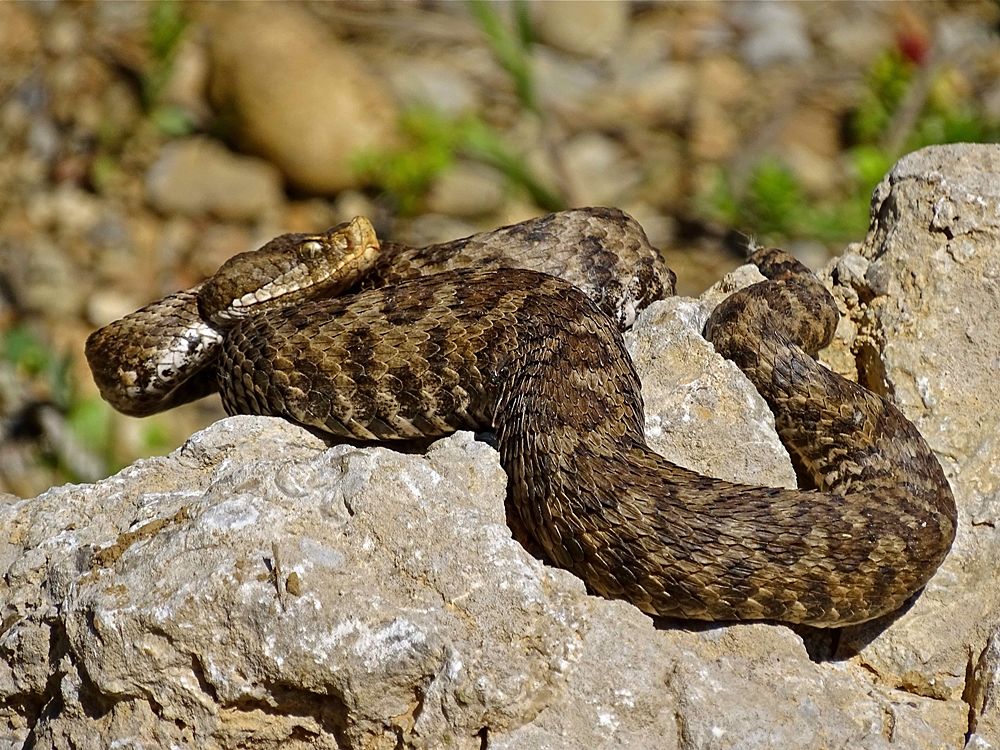 Esemplare di vipera (Vipera aspis subs. Hugy), Parco Nazionale del Pollino – Ph. © Stefano Contin 