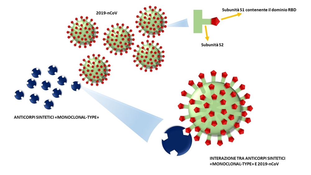 Elaborazione grafica sul meccanismo d'azione degli anticorpi sintetici nei confronti del coronavirus