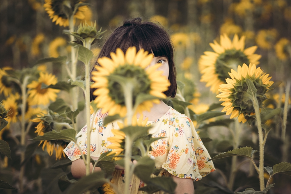 Girasoli a San Floro © Pierluigi Ciambra