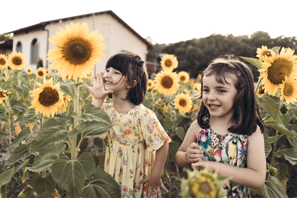 Girasoli a San Floro © Pierluigi Ciambra