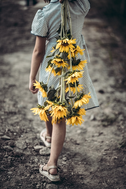 Girasoli a San Floro © Pierluigi Ciambra