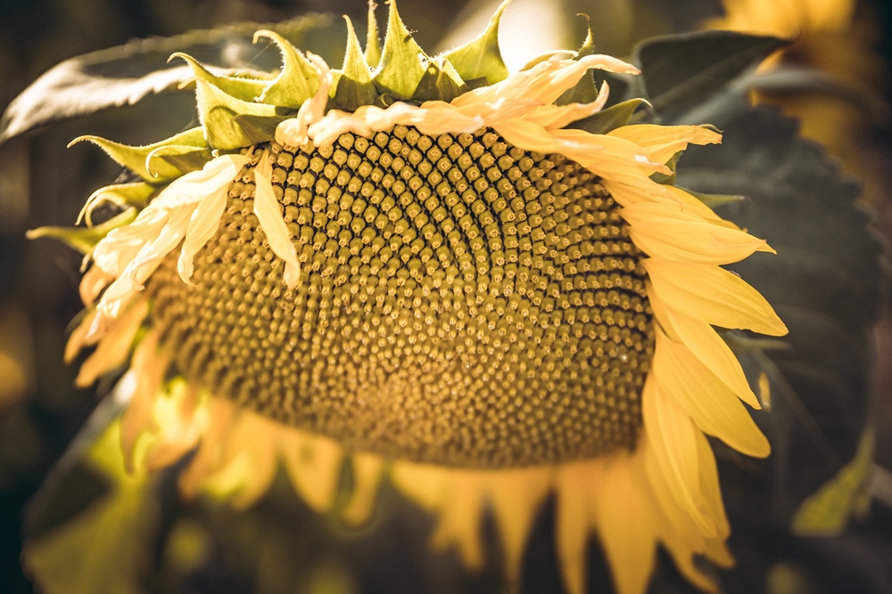 Girasoli a San Floro © Pierluigi Ciambra