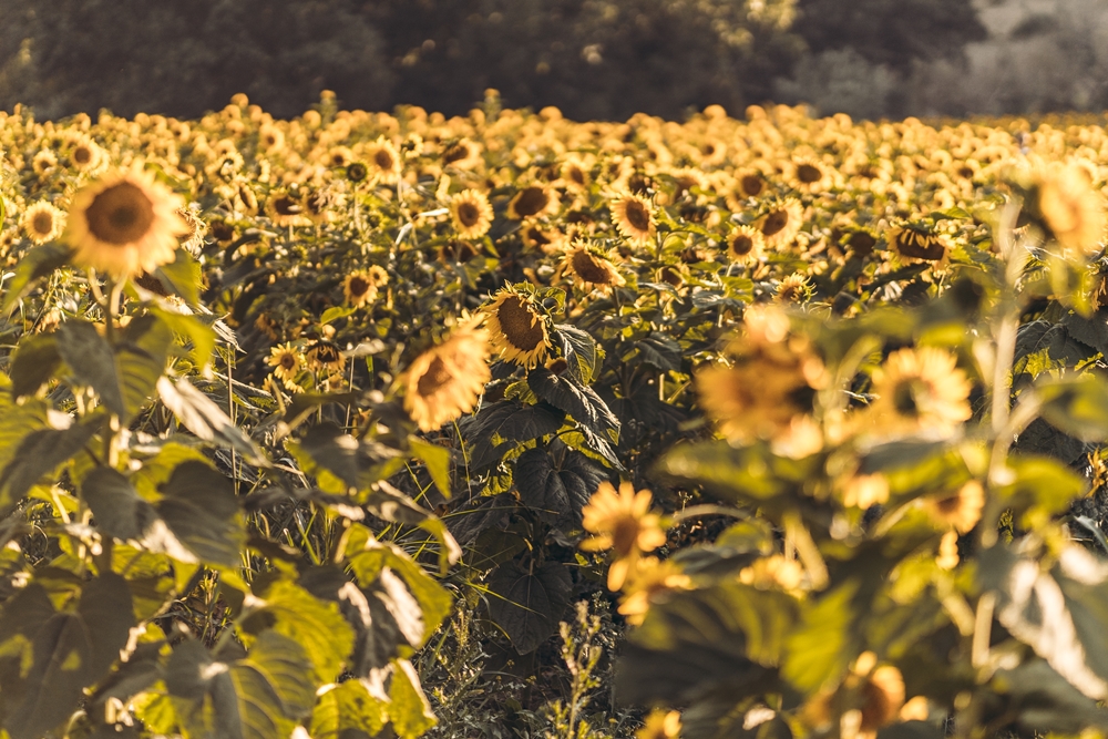 Girasoli a San Floro © Pierluigi Ciambra