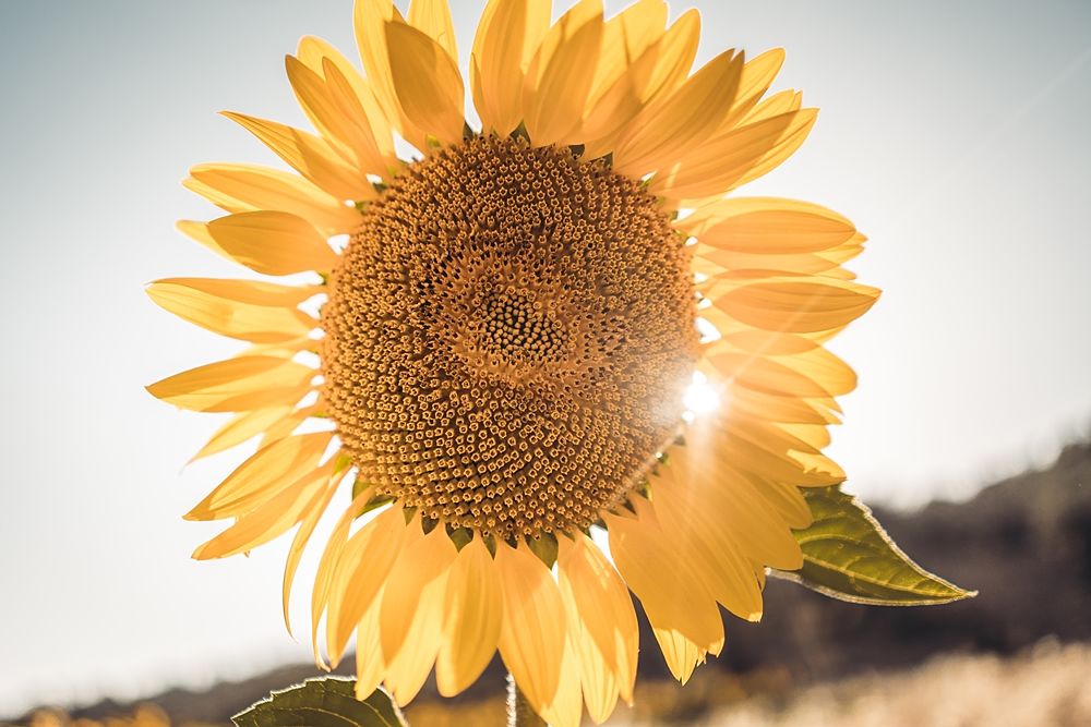 Girasoli a San Floro © Pierluigi Ciambra