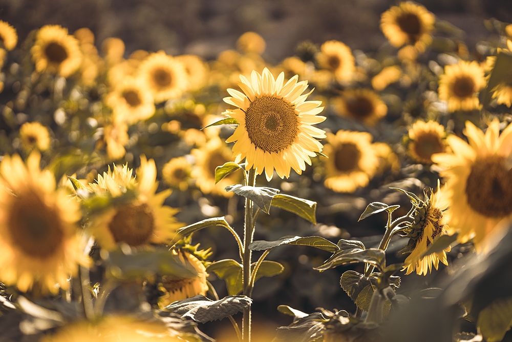 Girasoli a San Floro © Pierluigi Ciambra