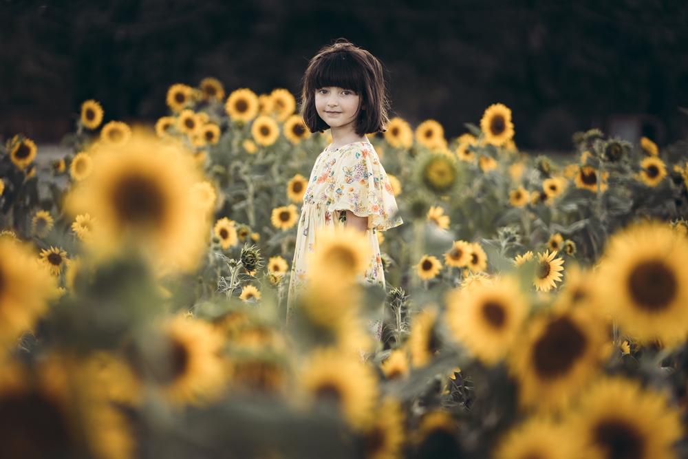 Girasoli a San Floro © Pierluigi Ciambra