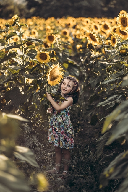 Girasoli a San Floro © Pierluigi Ciambra