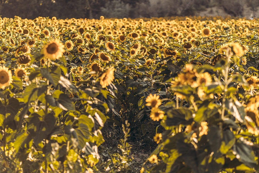 Girasoli a San Floro © Pierluigi Ciambra