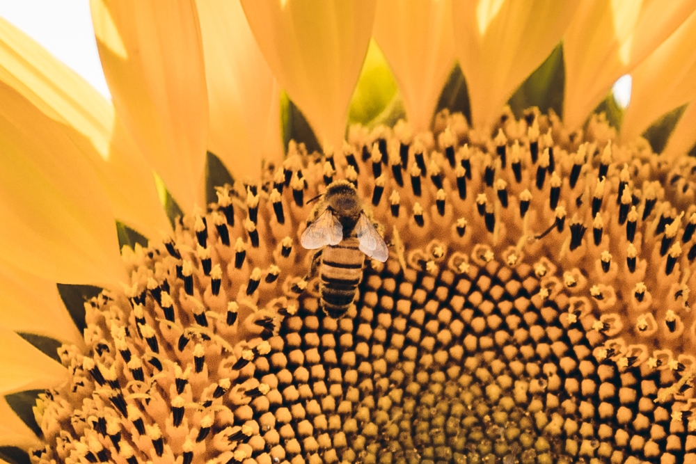 Girasoli a San Floro © Pierluigi Ciambra