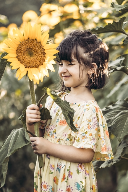 Girasoli a San Floro © Pierluigi Ciambra