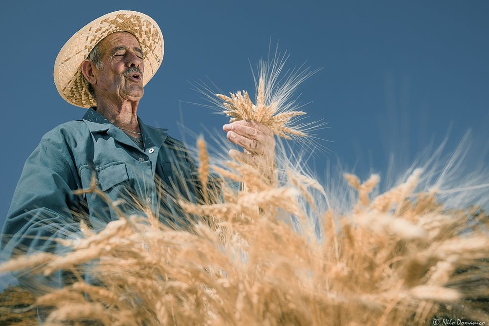 Le Colline del Grano © Nilo Domanico