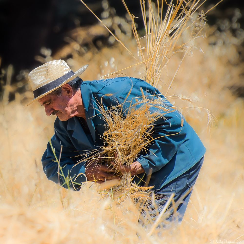 Le Colline del Grano © Nilo Domanico