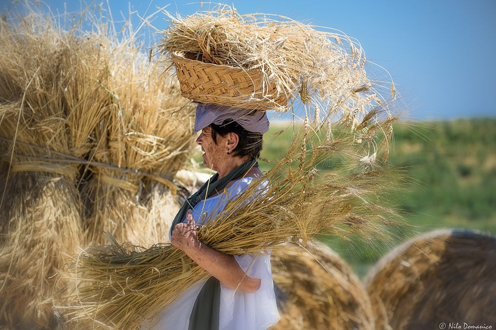 Le Colline del Grano © Nilo Domanico