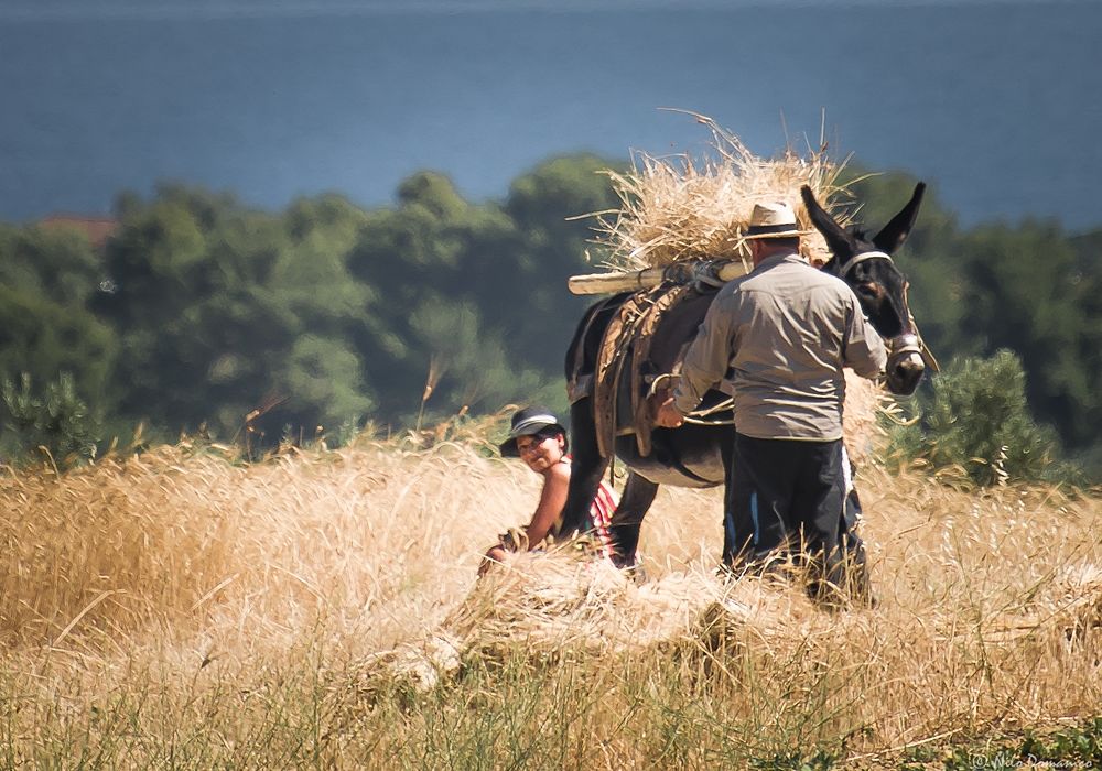 Le Colline del Grano © Nilo Domanico