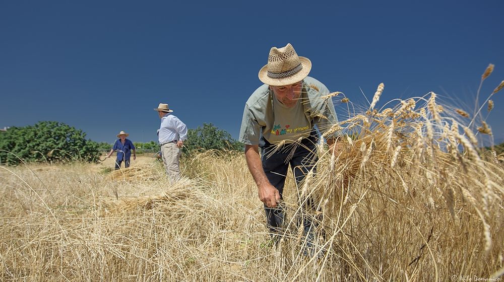 Le Colline del Grano © Nilo Domanico