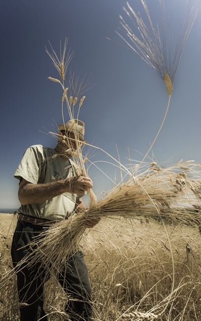 Le Colline del Grano © Nilo Domanico