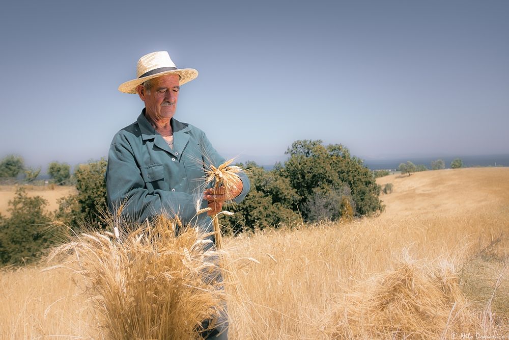 Le Colline del Grano © Nilo Domanico