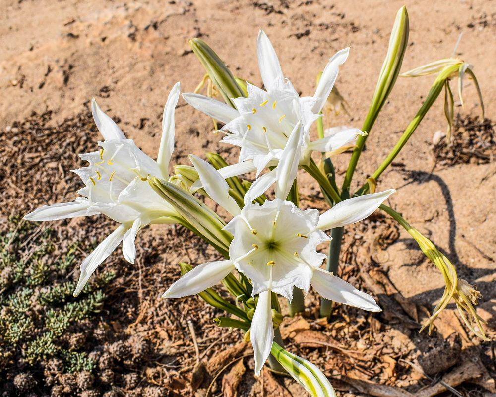 Gigli di mare (Pancratium maritimum)