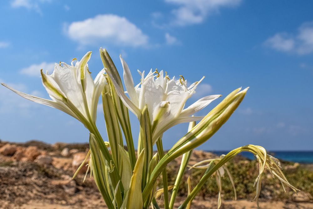 Giglio di mare (Pancratium maritimum)