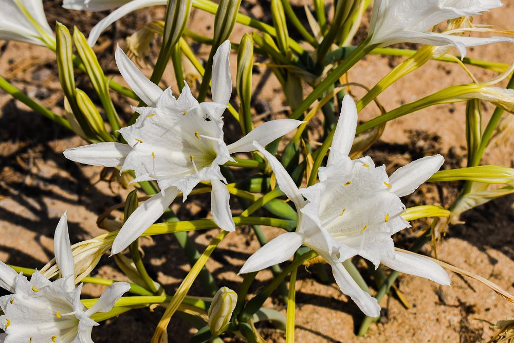 Gigli di mare (pancratium maritimum)