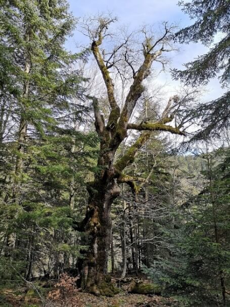 L'esemplare di rovere di 934 anni, Parco Nazionale d'Aspromonte