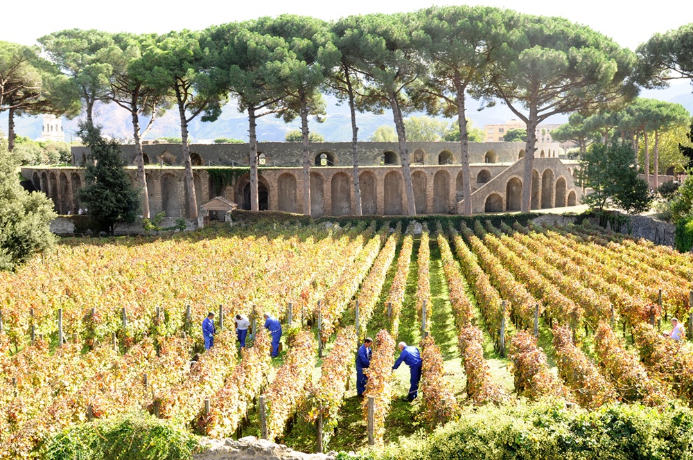 Vigneti nei pressi dell'Anfiteatro - Image by Parco Archeologico Pompei