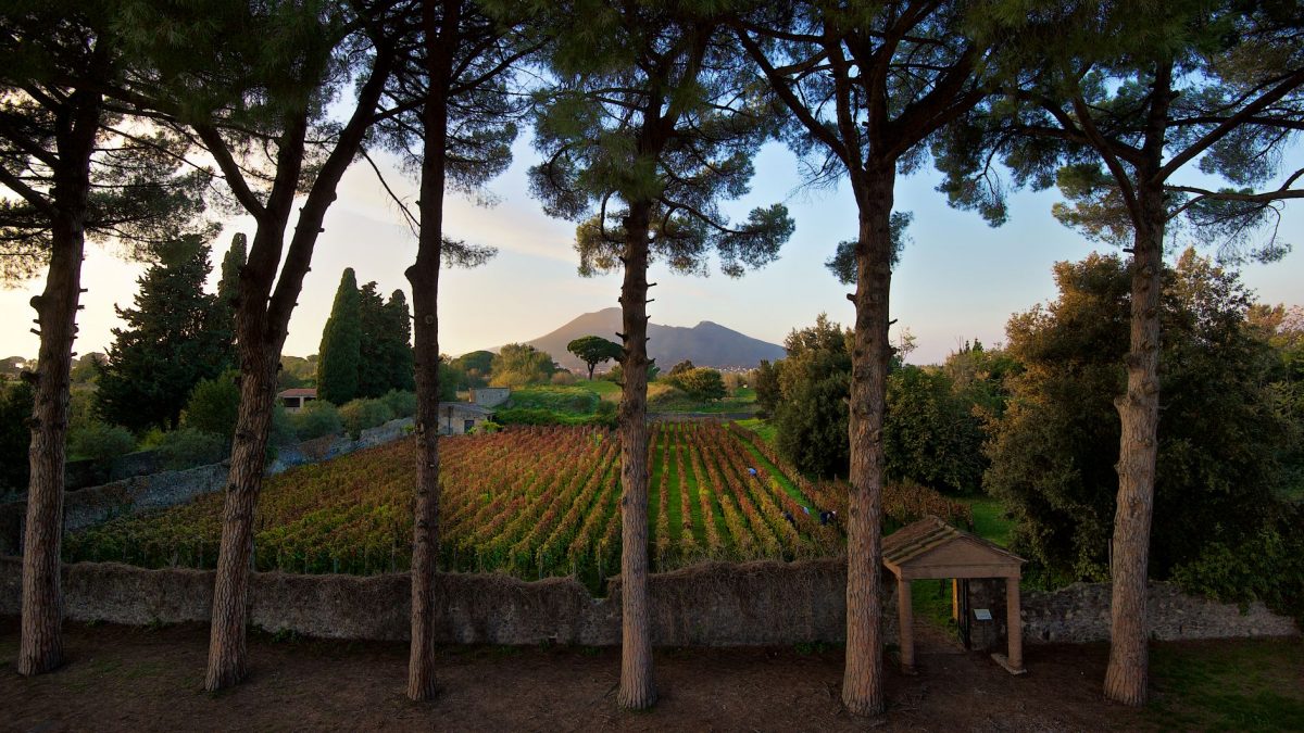 Vigneti urbani presso il Foro Boario dell'antica Pompei - Image by Parco Archeologico di Pompei