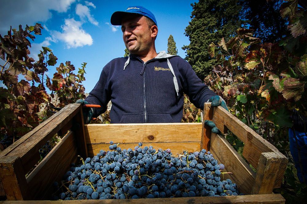 Un momento della vendemmia nei vigneti di Pompei - Image by Parco Archeologico Pompei