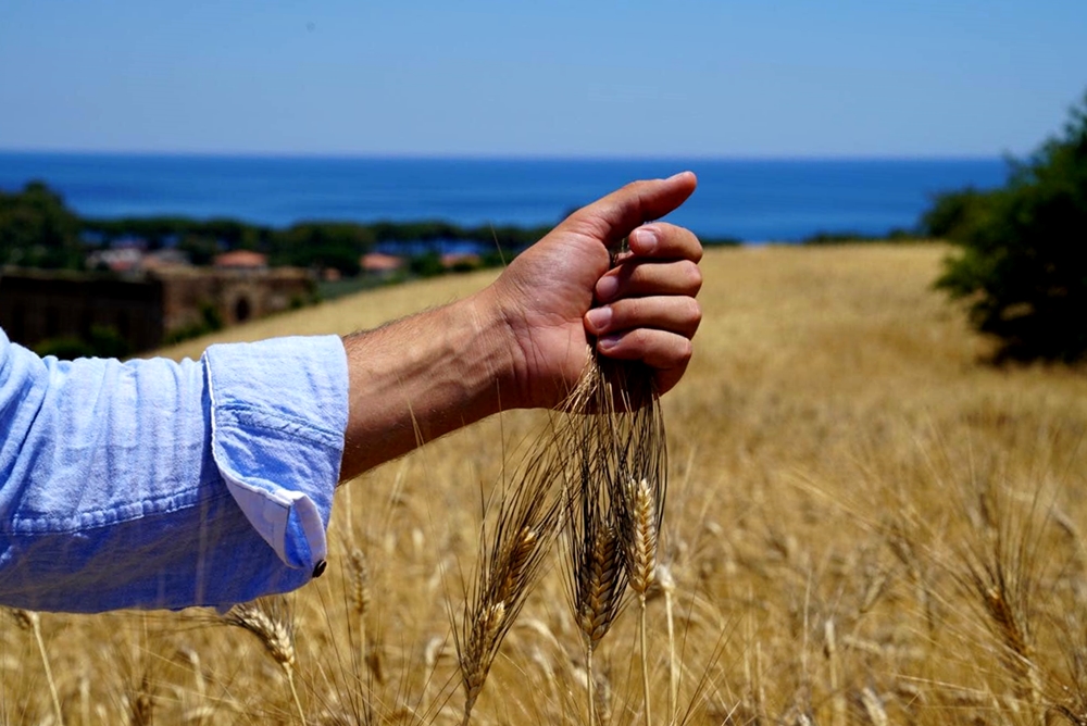 Campo di grano Senatore Cappelli in Calabria - Image by Mulinum