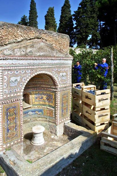 Vigneto urbano e vendemmia presso una delle domus pompeiane - Image by Parco Archeologico Pompei