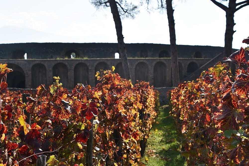 Vigneti presso l'Anfiteatro - Image by Parco Archeologico Pompei