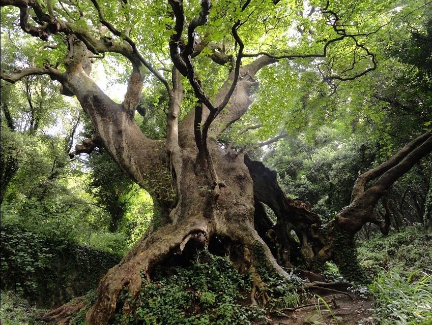 Il Platano (Platanus orintalis) millenario di località Vrisi, a Curinga (CZ)