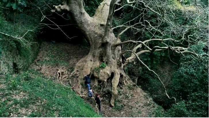 Gruppo di trekkers ai piedi del platano di Curinga - 