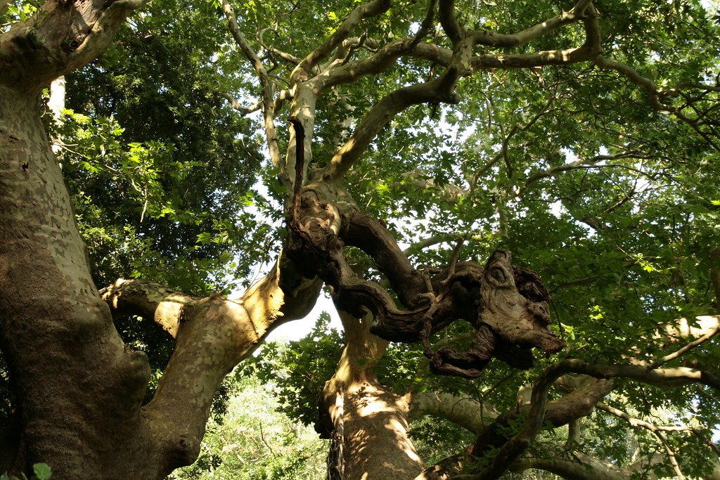 Bizzarrie vegetali del Platano millenario di Curinga - Image courtesy of Daniele Maiolo