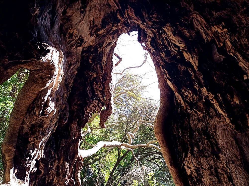 Nella caverna del "gigante" - Image by Giant Trees Foundation