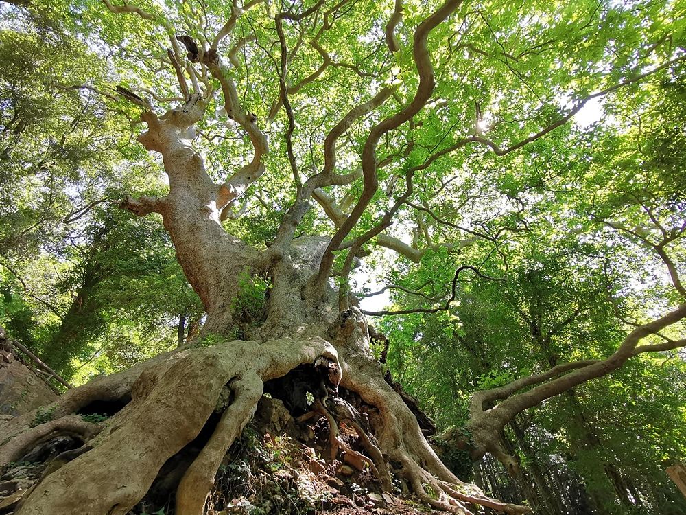 Il gigante di Curinga - Image by Giants Trees Foundation