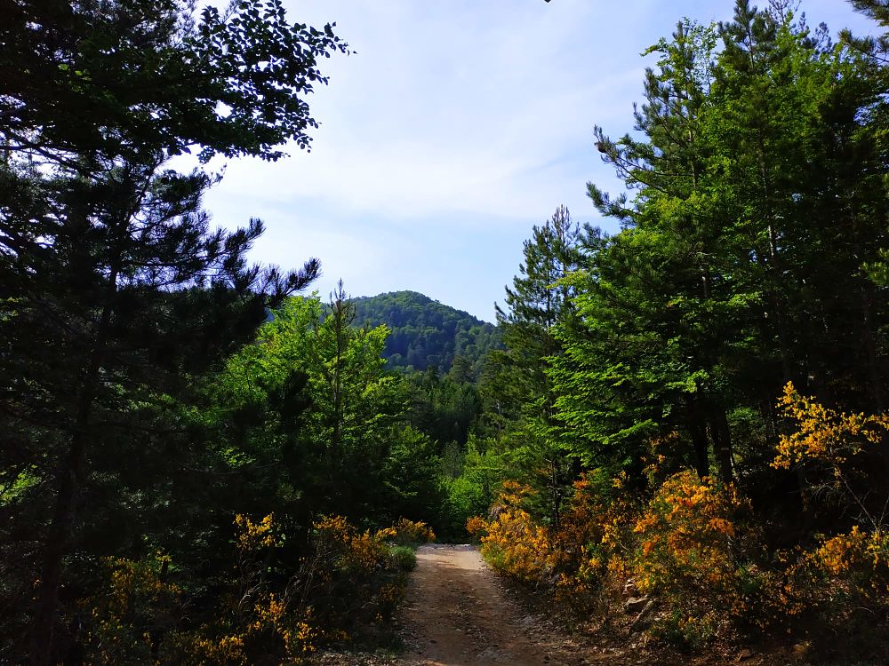 Sentiero in Aspromonte - Ph. Angelo Ventimiglia