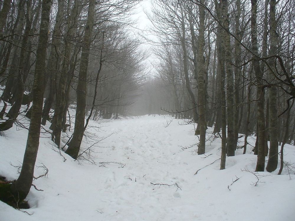 Un bosco innevato nell'area dello Zomaro che evoca le condizioni climatiche della battaglia tra i ribelli e i Romani di Crasso - 