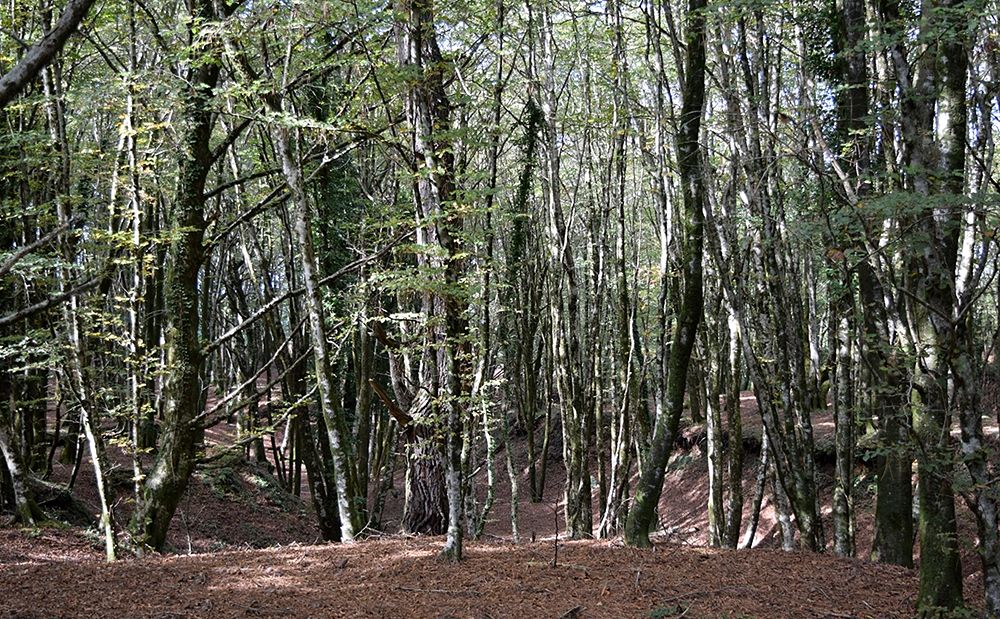 Tra gli alberi un tratto ovest del lungo fossato ritenuto riferibile allo sbarramento romano - Ph. Lino Licari